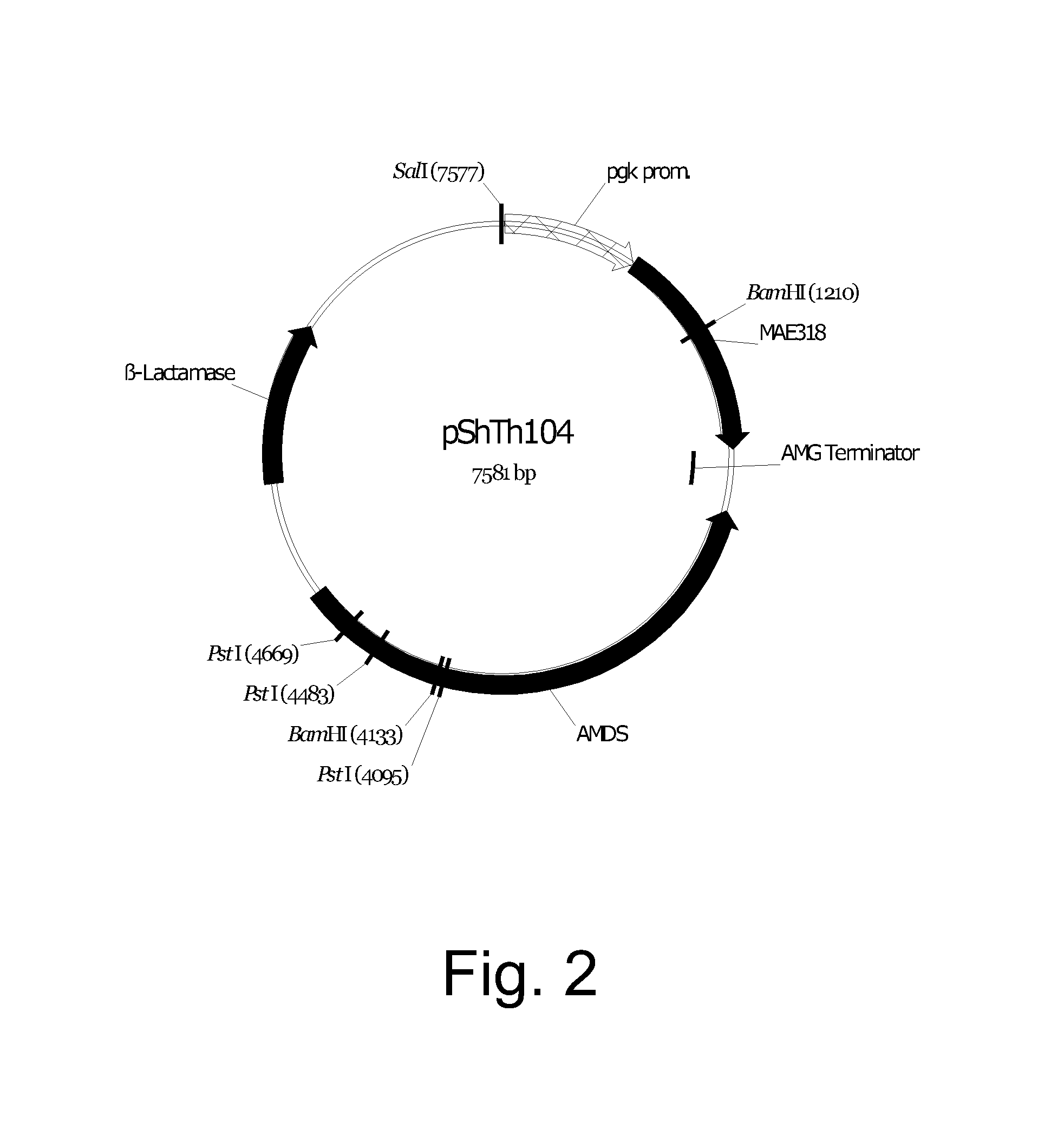 Methods for improving malic acid production in filamentous fungi