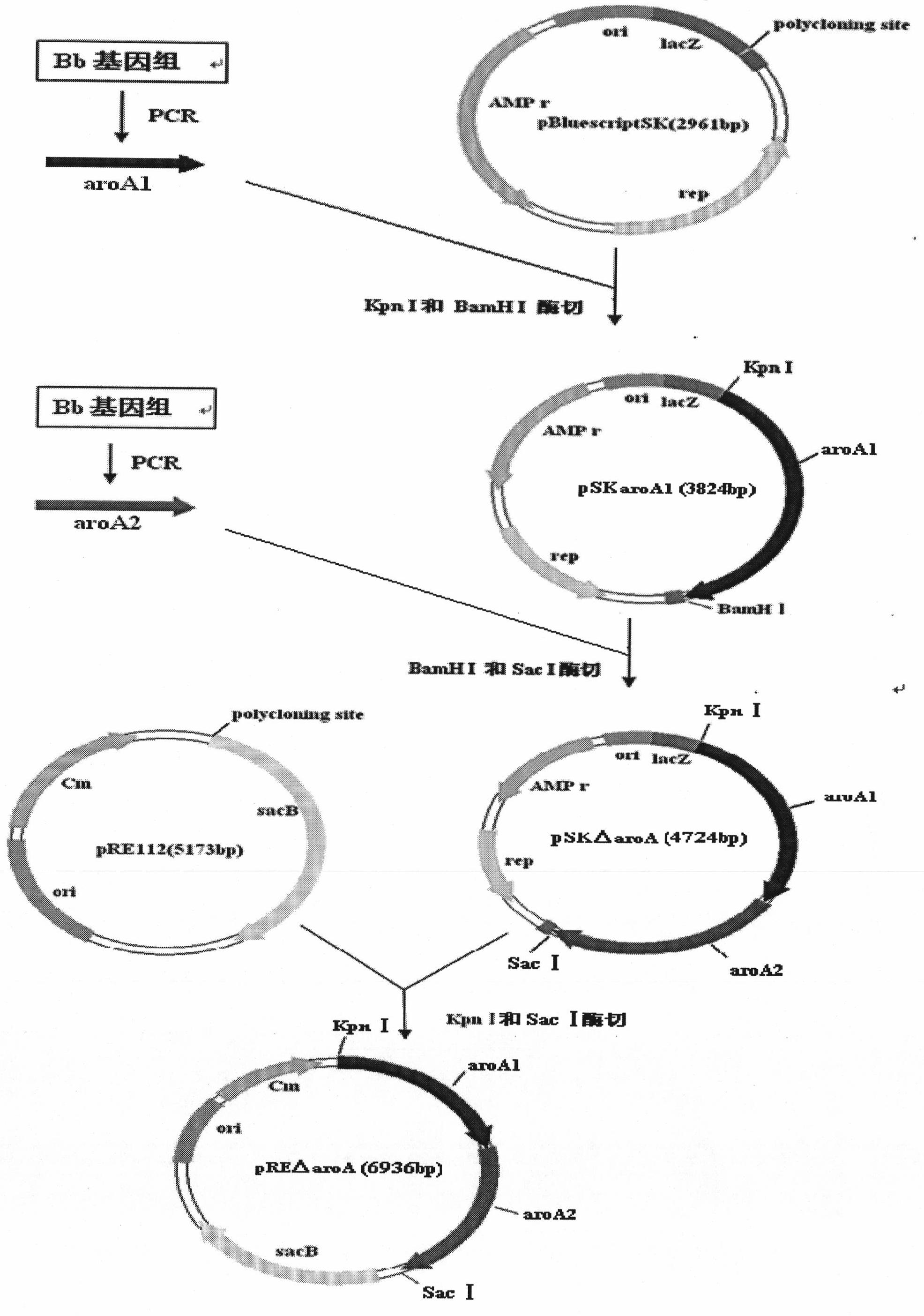 Bordetella bronchiseptica gene deleted vaccine and application