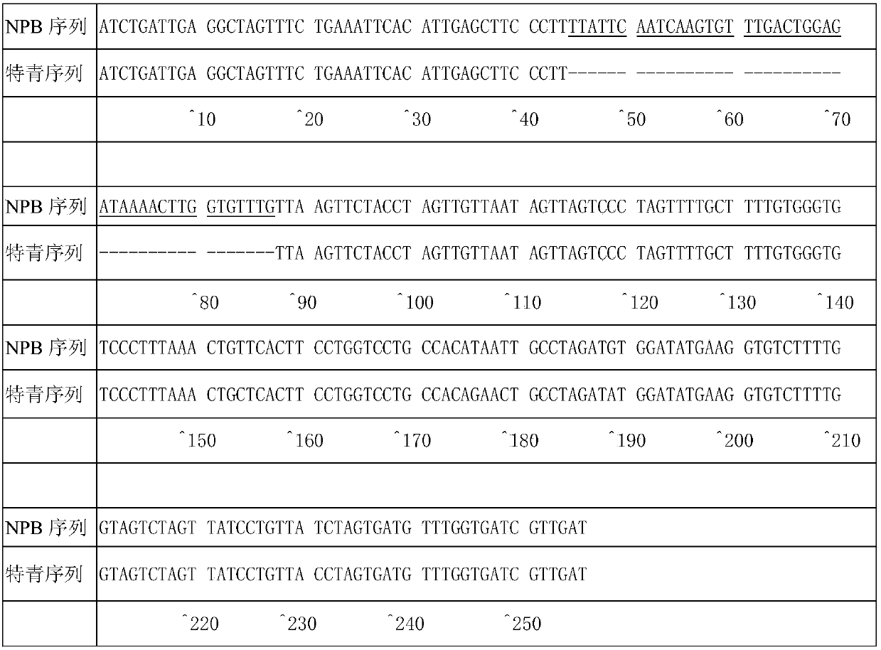 Molecular marker and application of rice glue consistency control gene pul