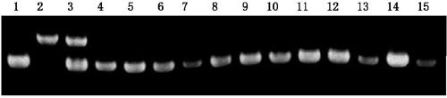 Molecular marker and application of rice glue consistency control gene pul