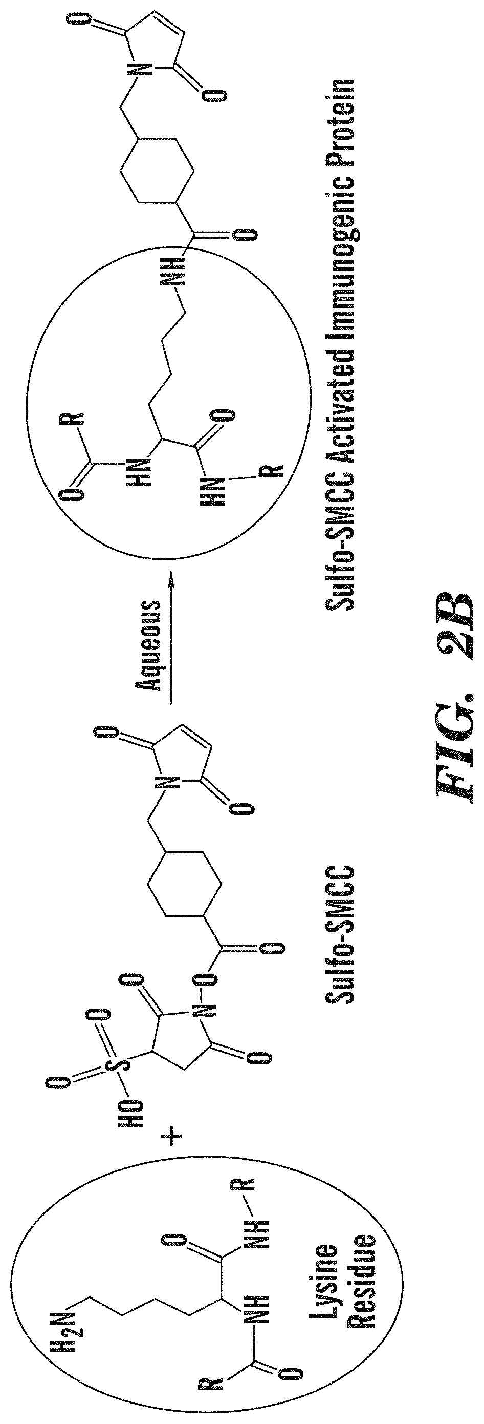 Tenofovir detection assay