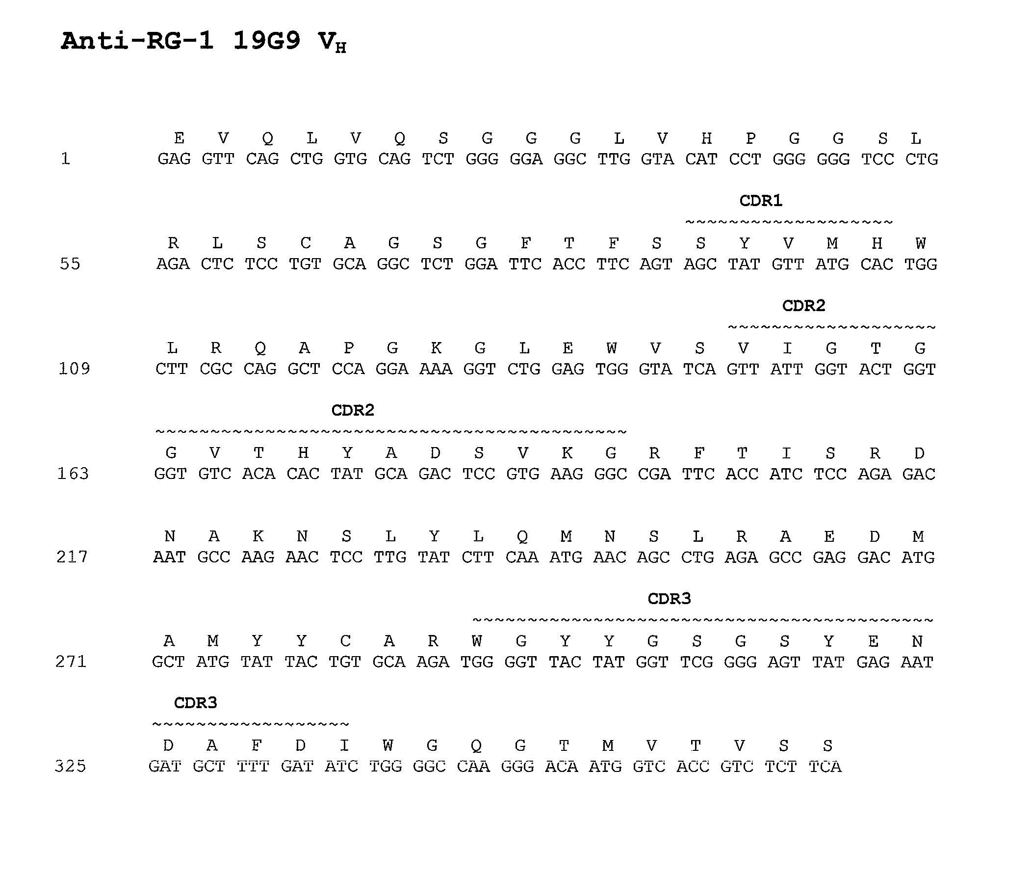 Conjugates of Anti-rg-1 antibodies