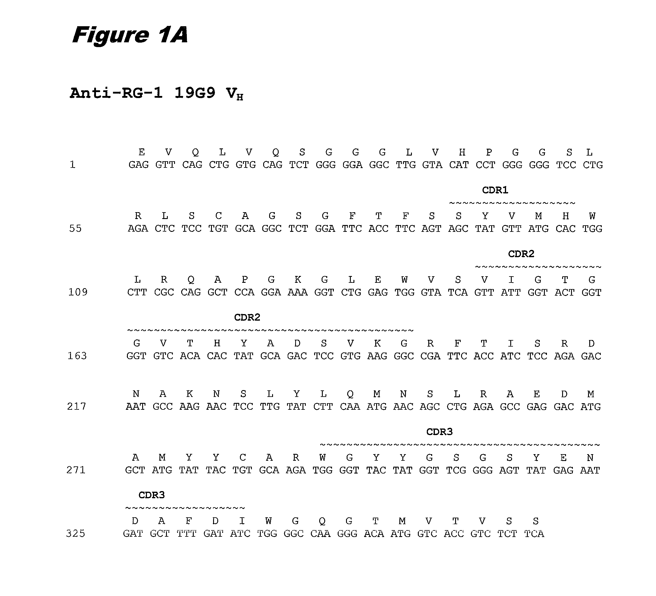 Conjugates of Anti-rg-1 antibodies