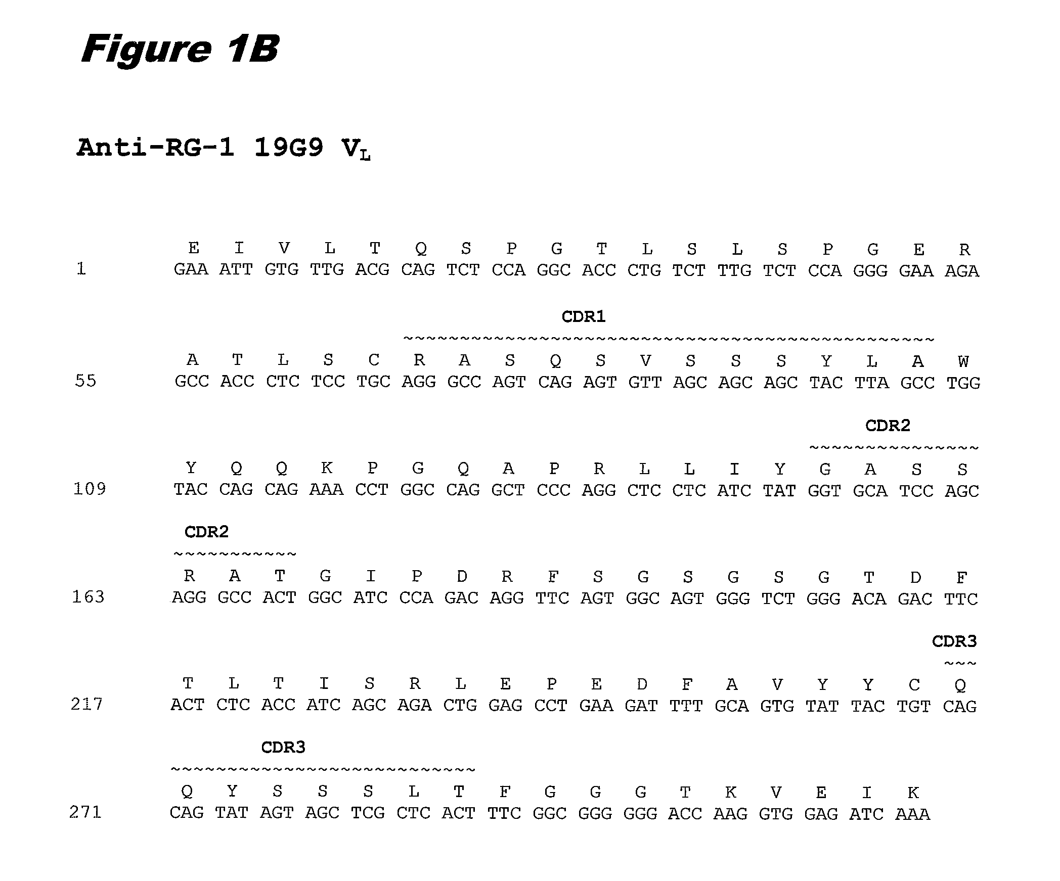 Conjugates of Anti-rg-1 antibodies