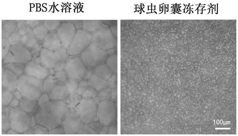 Coccidiosis oocyst cryoprotectant, and preparation method and application thereof