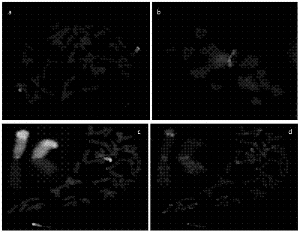 Breeding method using multispikelet germplasm NAU422 for improvement of wheat yield