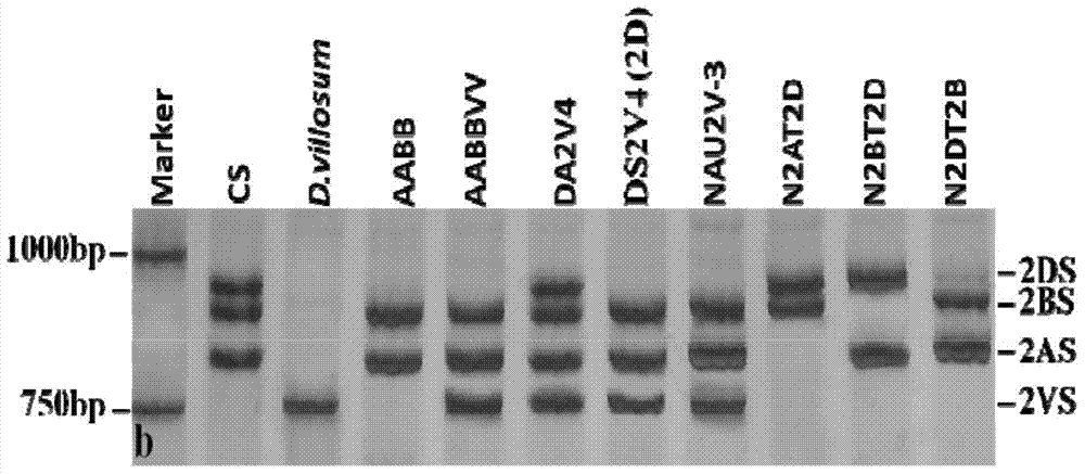 Breeding method using multispikelet germplasm NAU422 for improvement of wheat yield