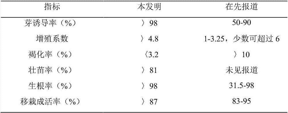 Tissue culture and propagation method of cinnamomum camphora stem segments