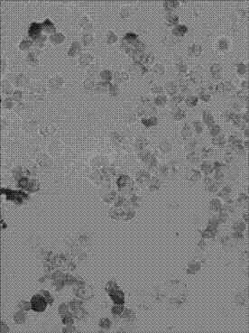 Messenger ribonucleic acid (mRNA) level in-situ hybridization detection kit for neoplasia early stage of intracranial glioma, and detection method and application