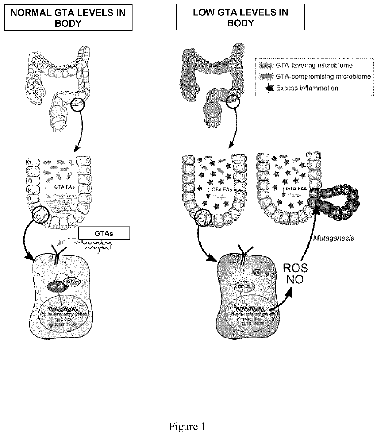 Long chain dicarboxylic fatty acid (LCDFA) producing microbes and uses thereof