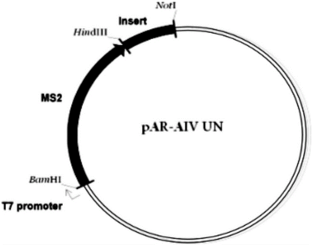 Primer and probe as well as kit used for avian influenza virus universal type direct RT-PCR detection