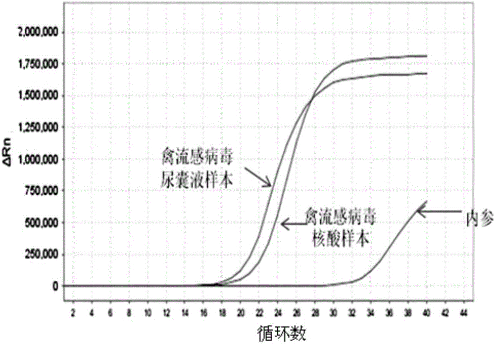 Primer and probe as well as kit used for avian influenza virus universal type direct RT-PCR detection