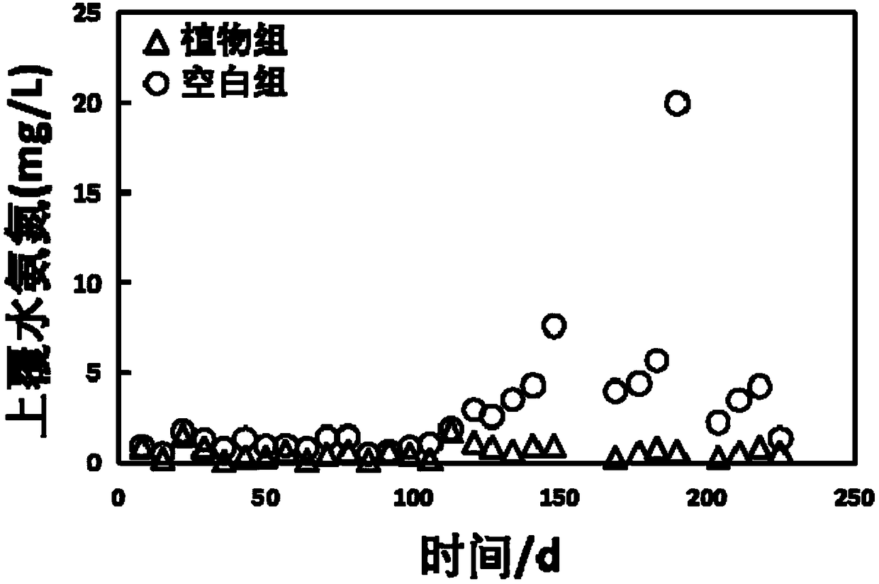 Application of rice field weed submerged plant to black and odorous water treatment