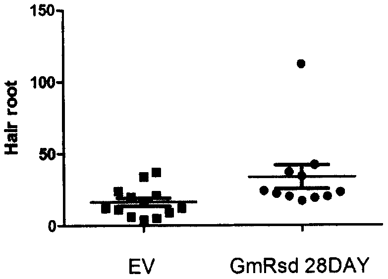 Regulation gene GmRSD in middle and later periods of soybean nodulation and application method thereof