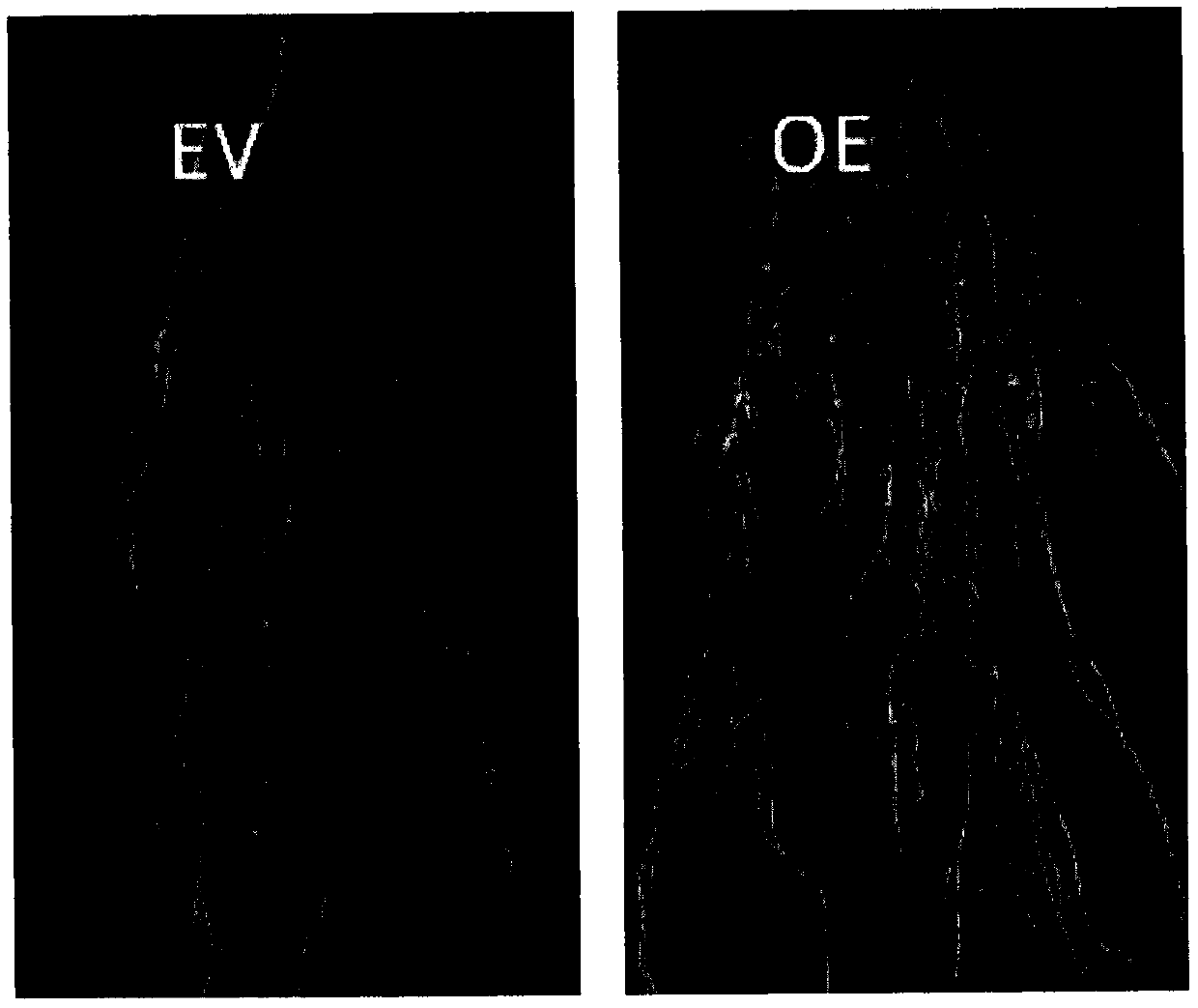 Regulation gene GmRSD in middle and later periods of soybean nodulation and application method thereof