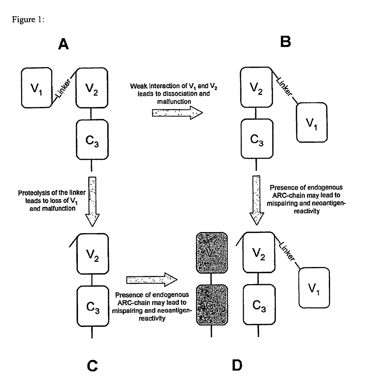 Single chain antigen recognizing constructs (scARCs) stabilized by the introduction of novel disulfide bonds