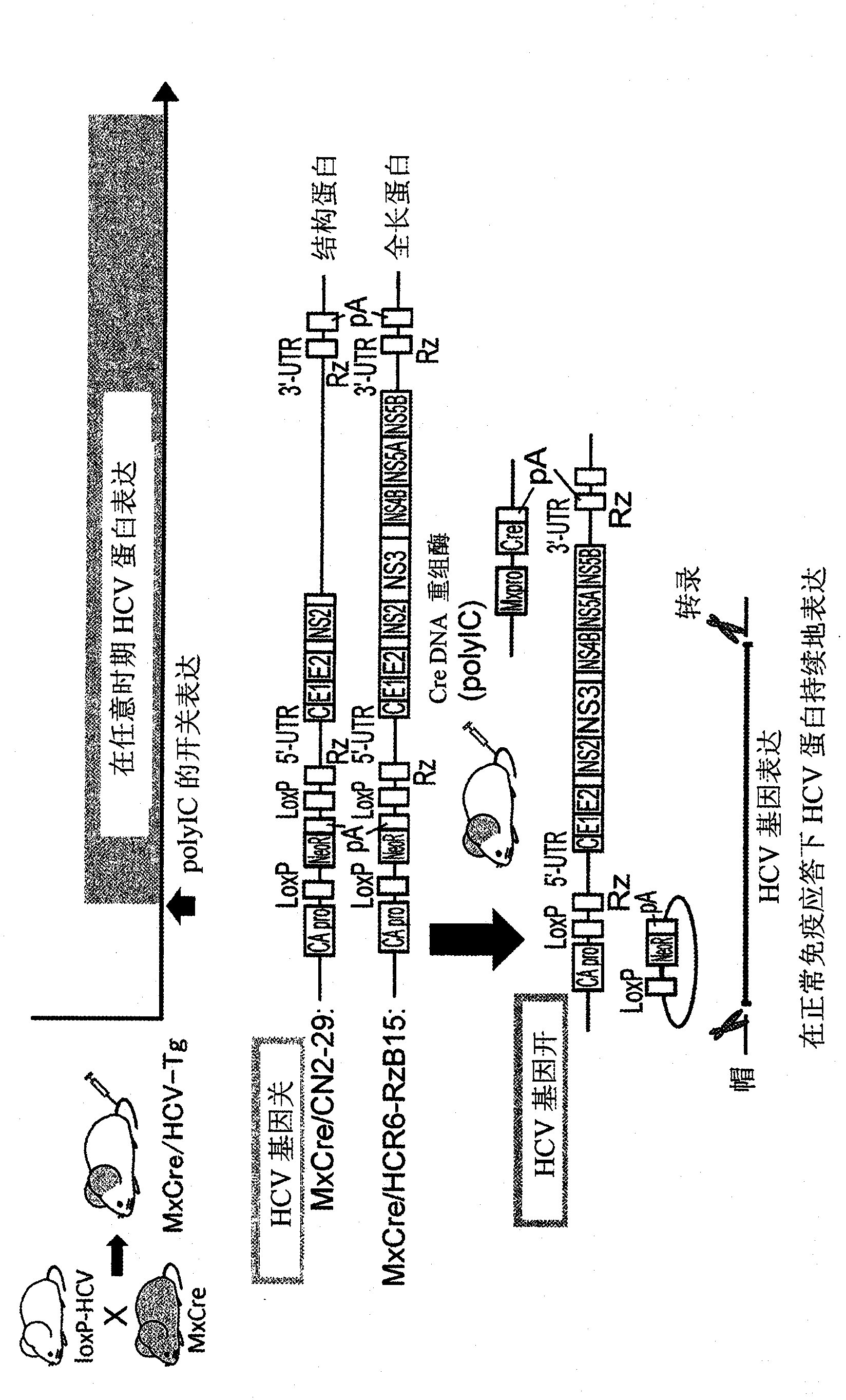 Vesicle preparation