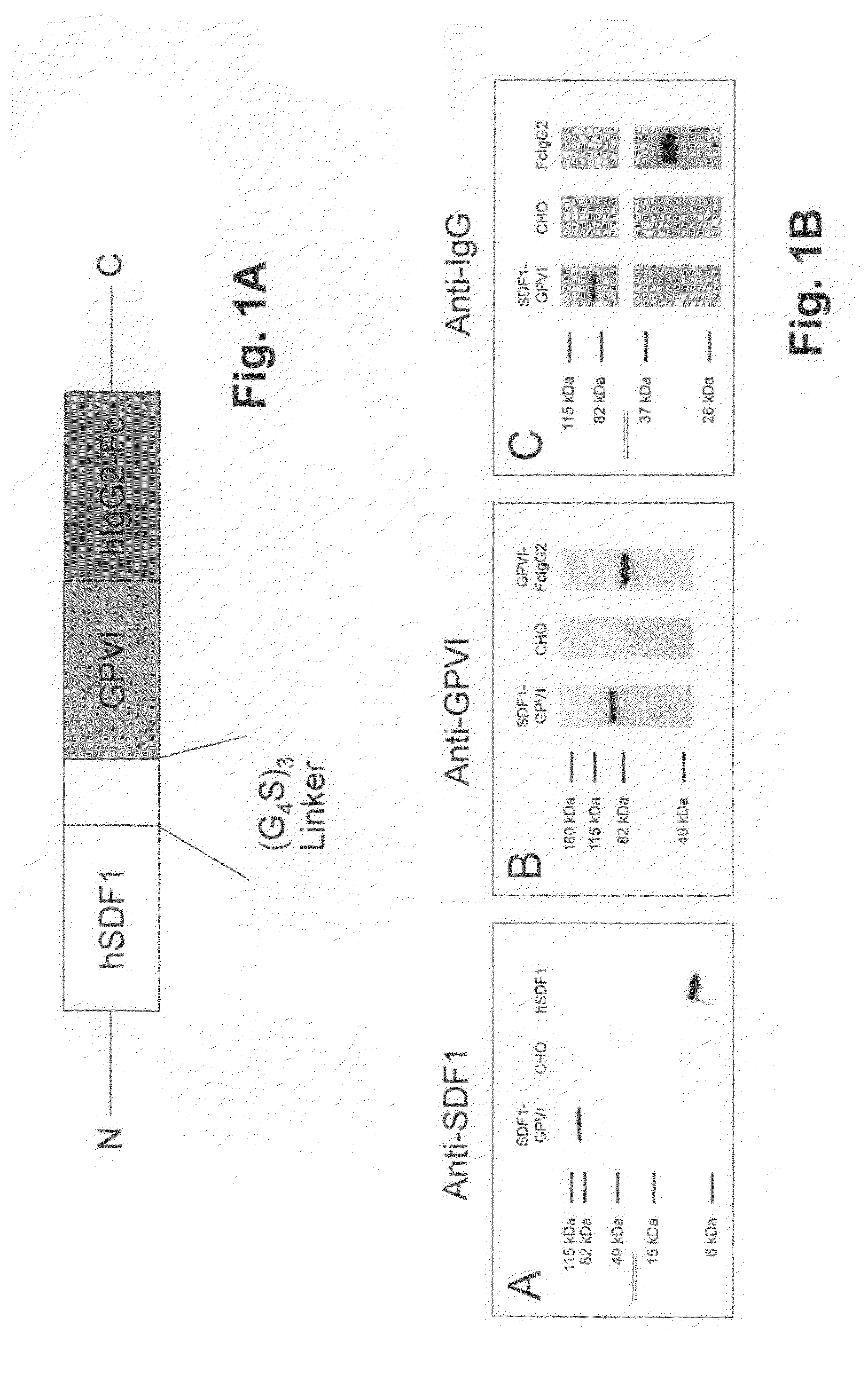 Fusion protein and its uses