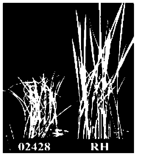 Set of paddy rice anti-brown-planthopper genes, coded protein thereof, and application thereof