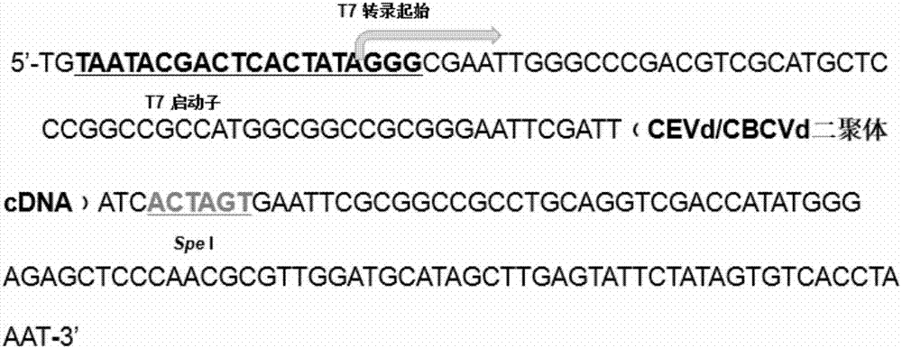 Novel rapid preparation methods for cDNA dimer and infectious clone of citrus viroid