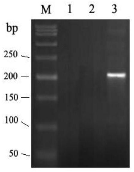 rhd-t163p mutant and its detection