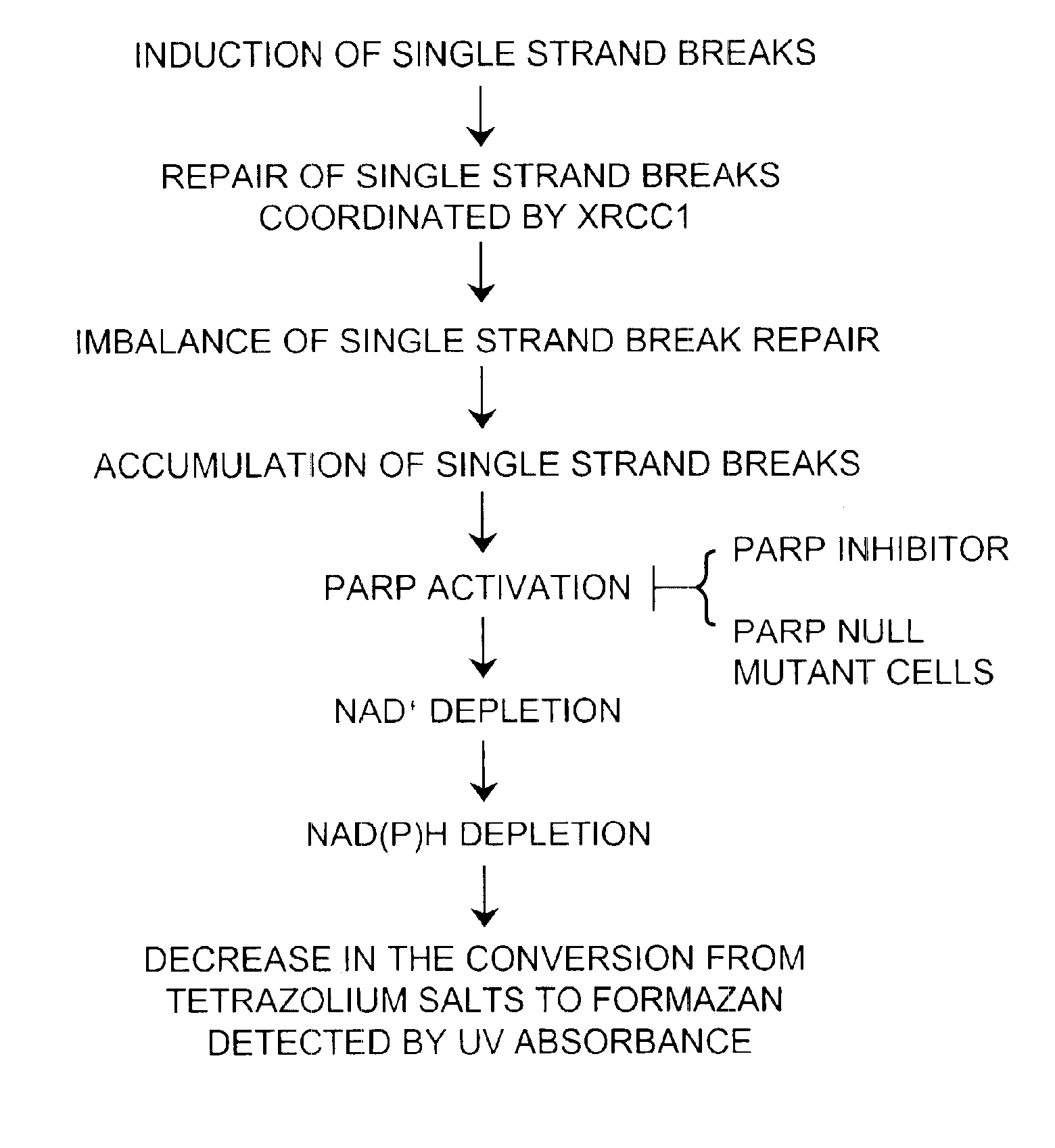 Method of detecting DNA single strand breaks