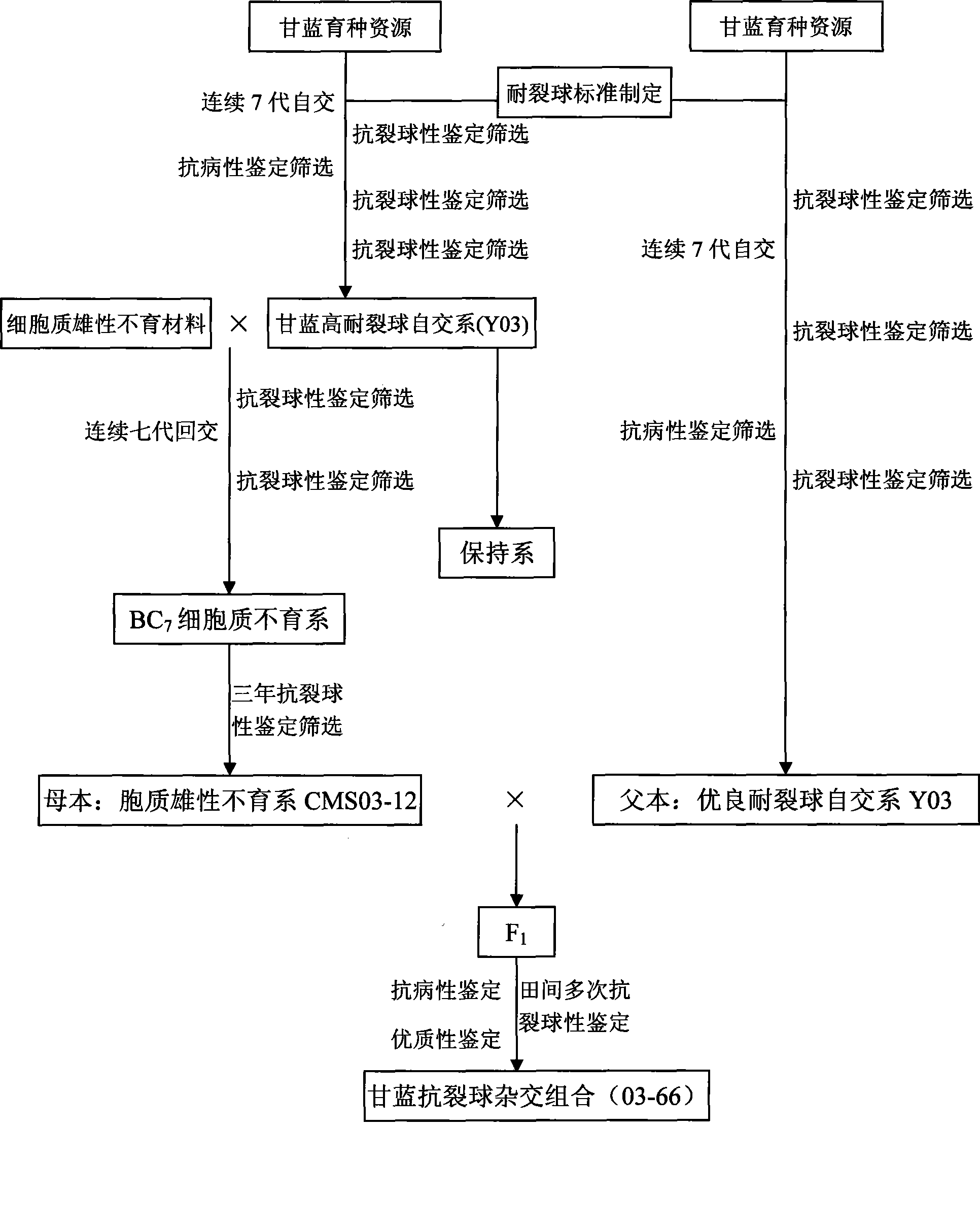 Method for breeding anti-cracking cabbage