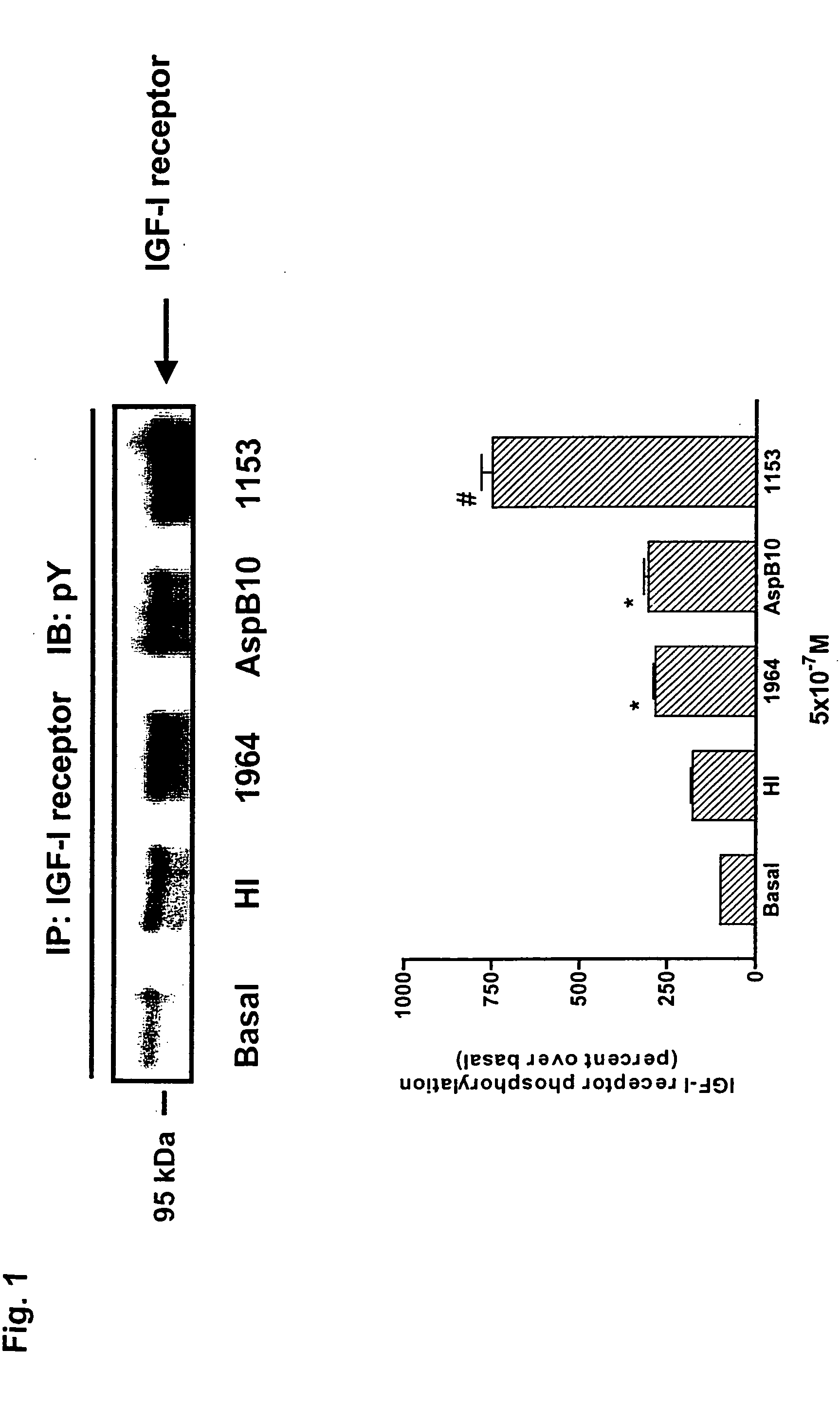 Method of activating insulin receptor substrate-2 to stimulate insulin production