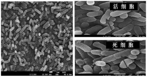 Lactobacillus salivarius cjls1511, animal feed additive composition comprising same bacterium or dead cells thereof, and method for producing same dead cells