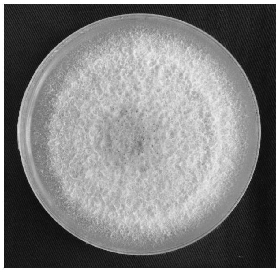 An anthocyanin producing strain cj6 and its application