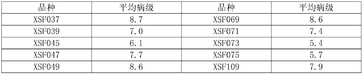 Indoor rapid identification method for maize disease resistance