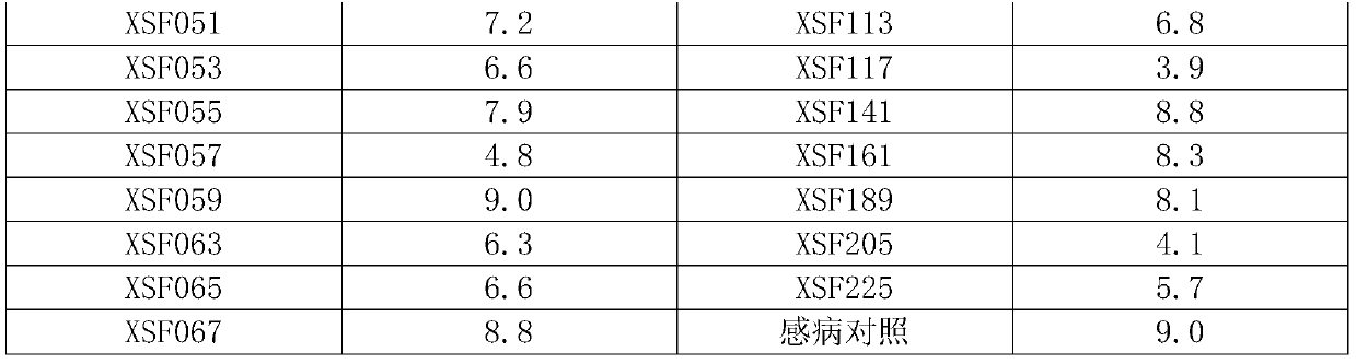 Indoor rapid identification method for maize disease resistance