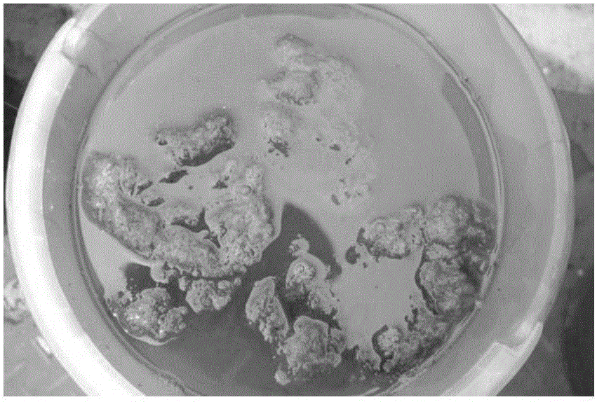 Method for removing floating cladophora