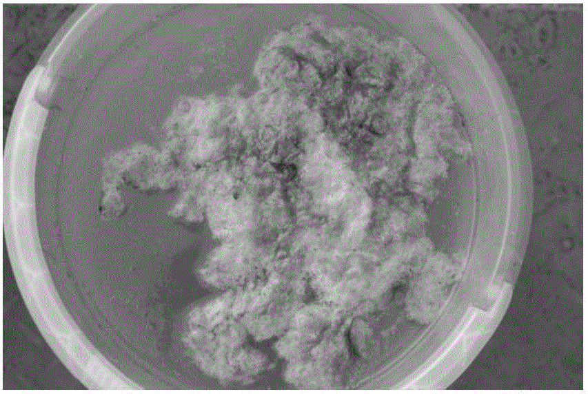 Method for removing floating cladophora