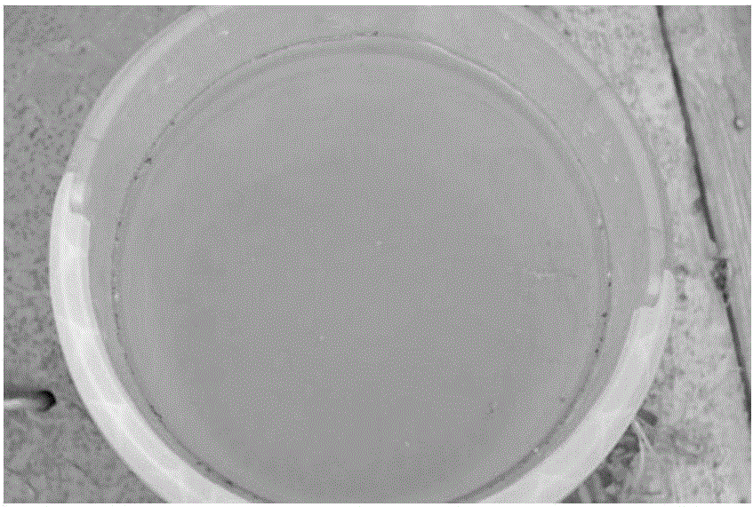 Method for removing floating cladophora