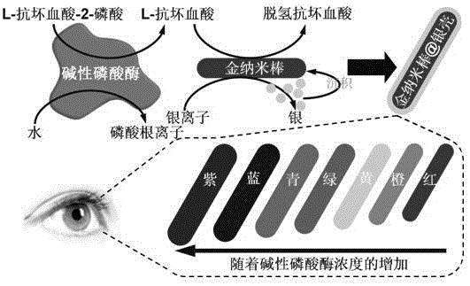 Alkaline Phosphatase Analysis Method Based on Gold Nanorod Long Silver Shell