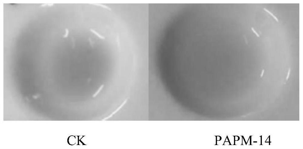 Preparation method and application of a saline-alkali tolerant air bacillus and its live bacterial preparation