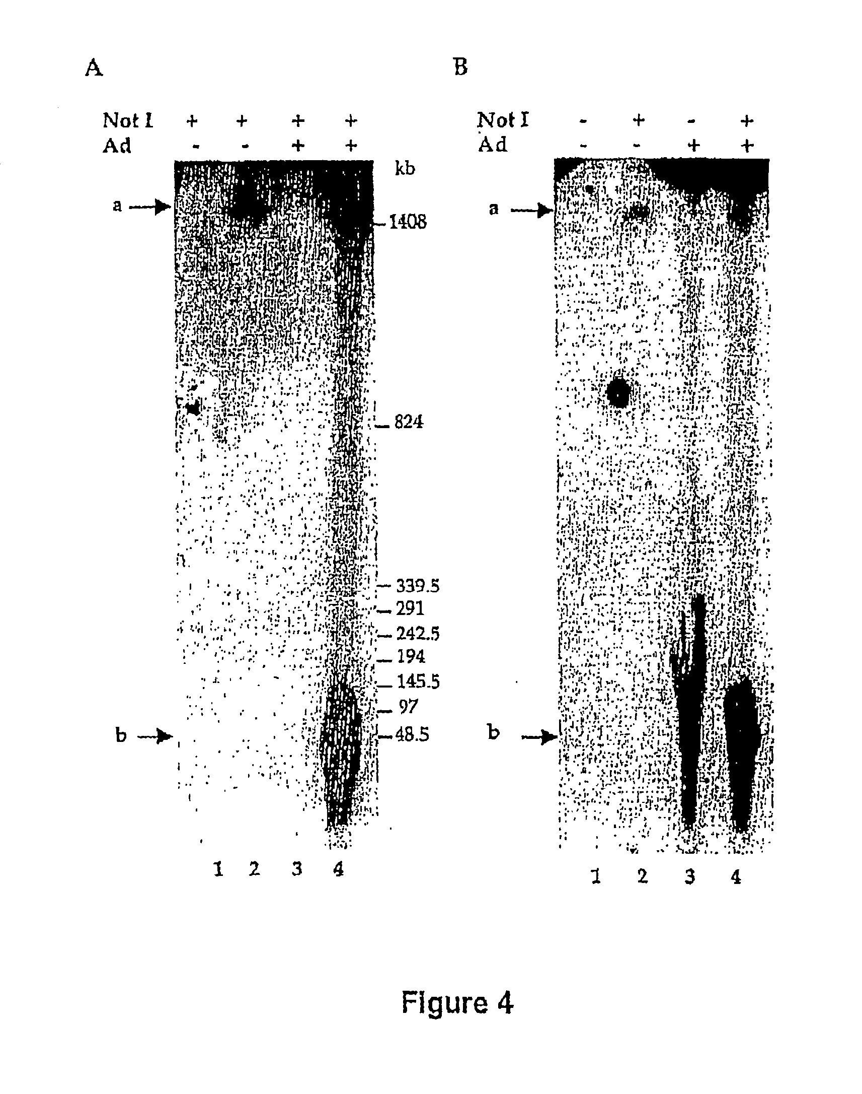 Inducible highly productive rAAV packaging cell-lines