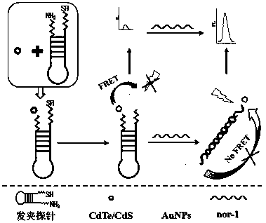 Preparation and detection methods of fluorescence sensor for aflatoxin toxin production gene nor-1