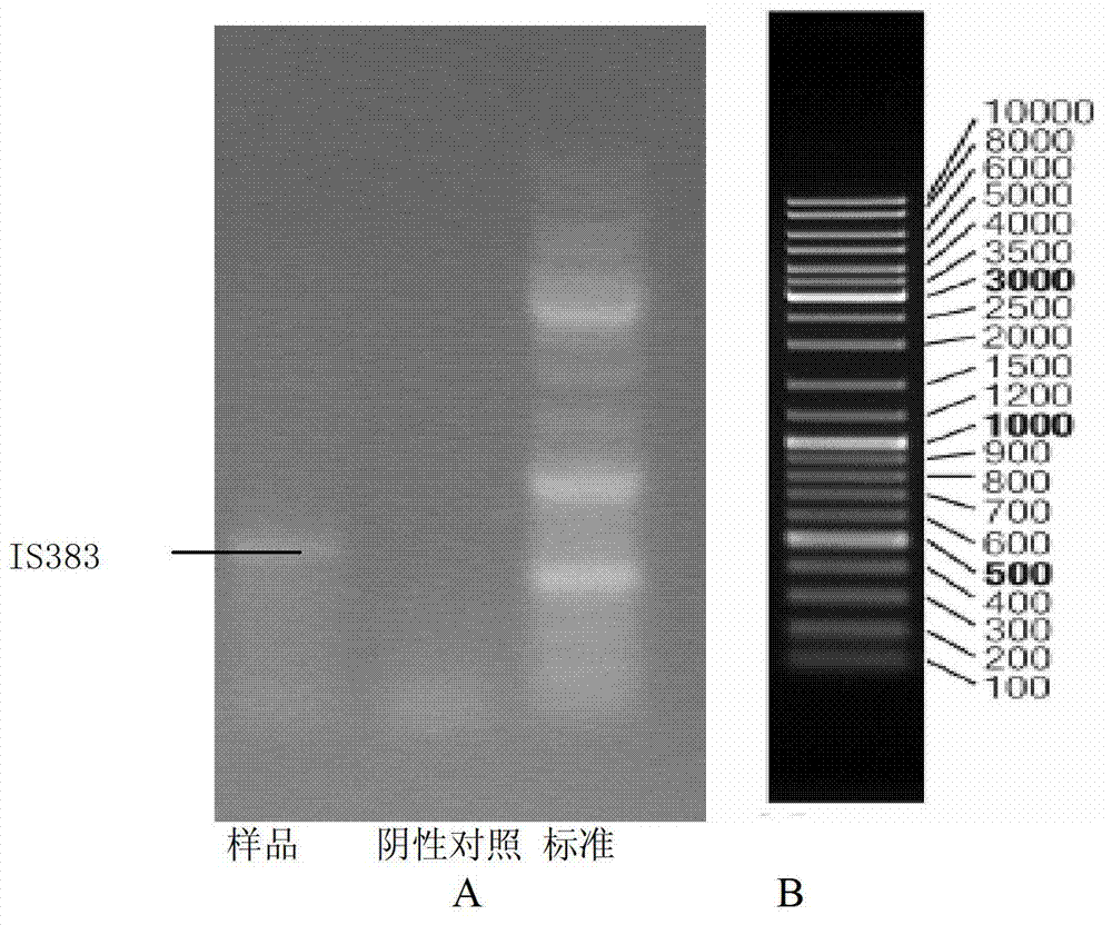 Microbial compound bacteria agent for treating oilfield fracturing flowback fluid, and preparation method of microbial compound agent