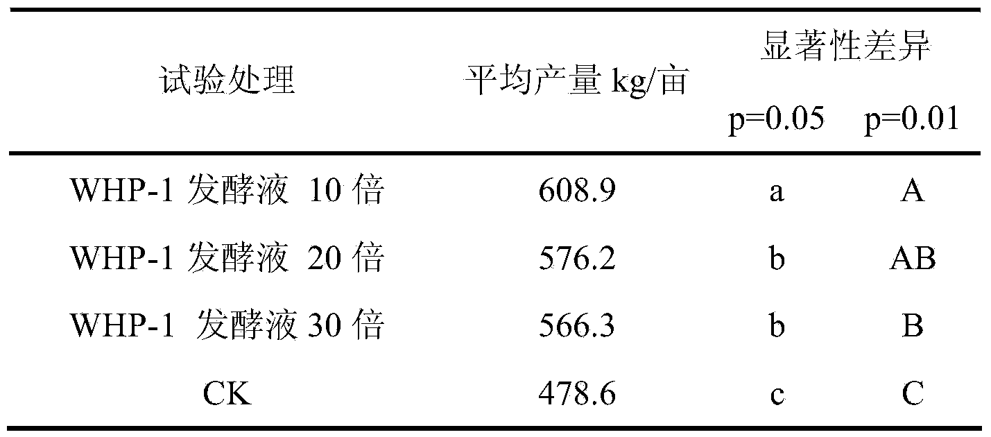 Eupenicillium cinnamopurpureum strain and application thereof