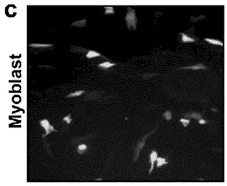 Modification of the dystrophin gene and uses thereof