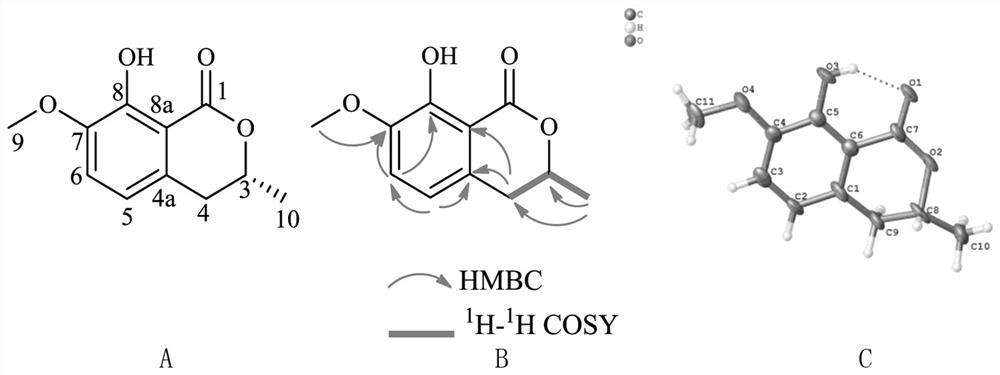 Compound extracted from symbiotic fungus Paracoiothyrium brasiliense and application of compound