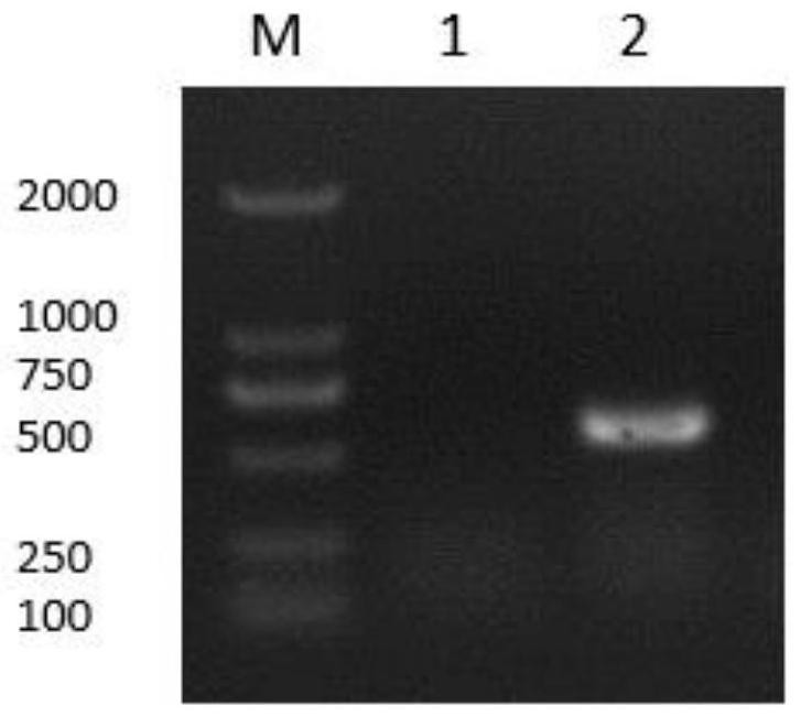 A fusion protein of chicken interferon ifn-λ and ifn-α