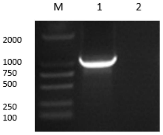 A fusion protein of chicken interferon ifn-λ and ifn-α