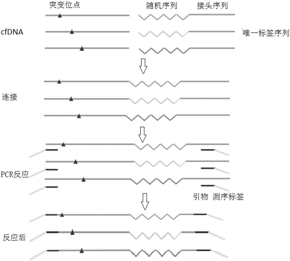 Free DNA library construction method and detection method for low and medium frequency mutation in free DNA