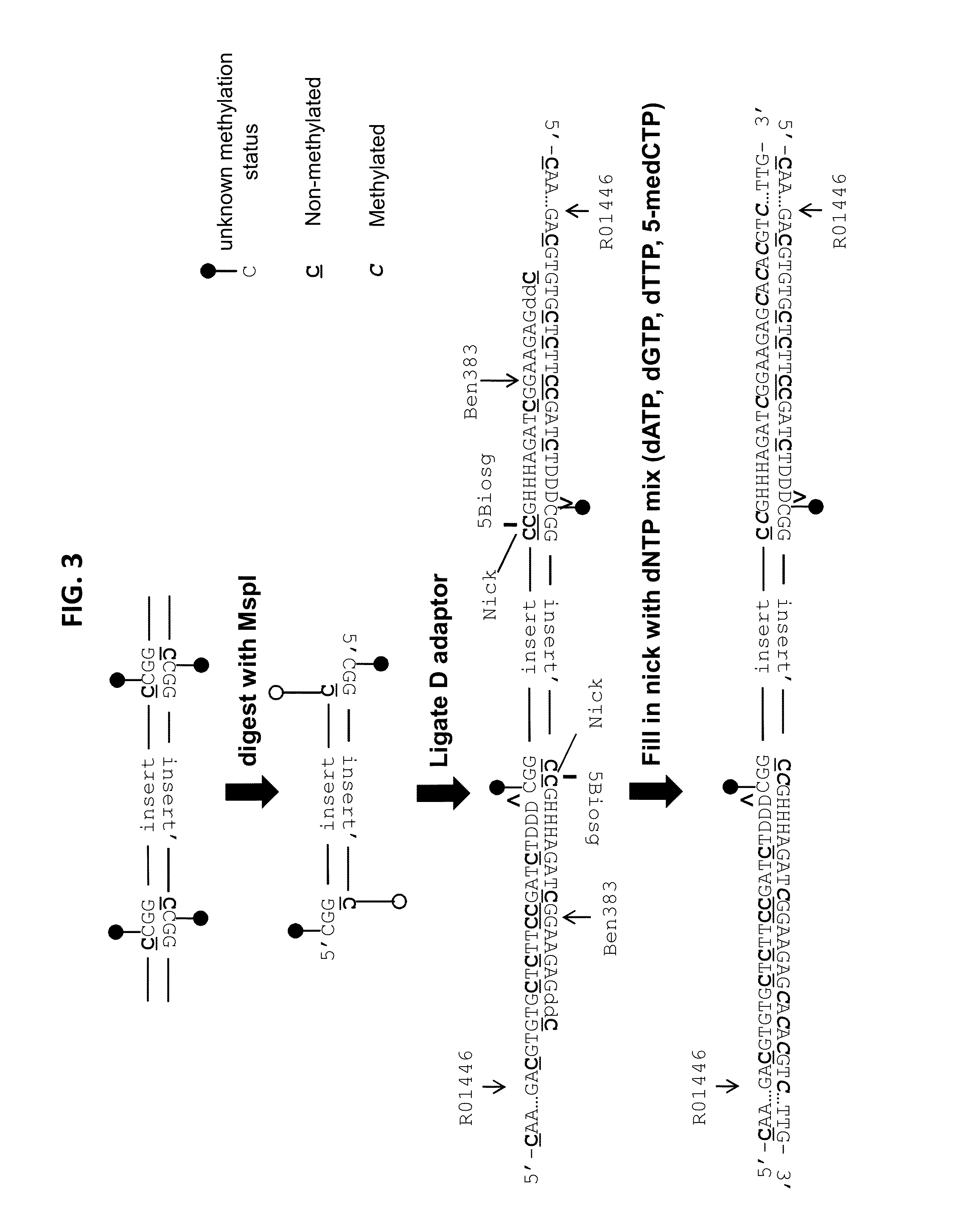 Reduced representation bisulfite sequencing with diversity adaptors