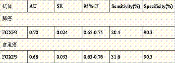 Tumor marker FOXP3 auto-antibody and application thereof