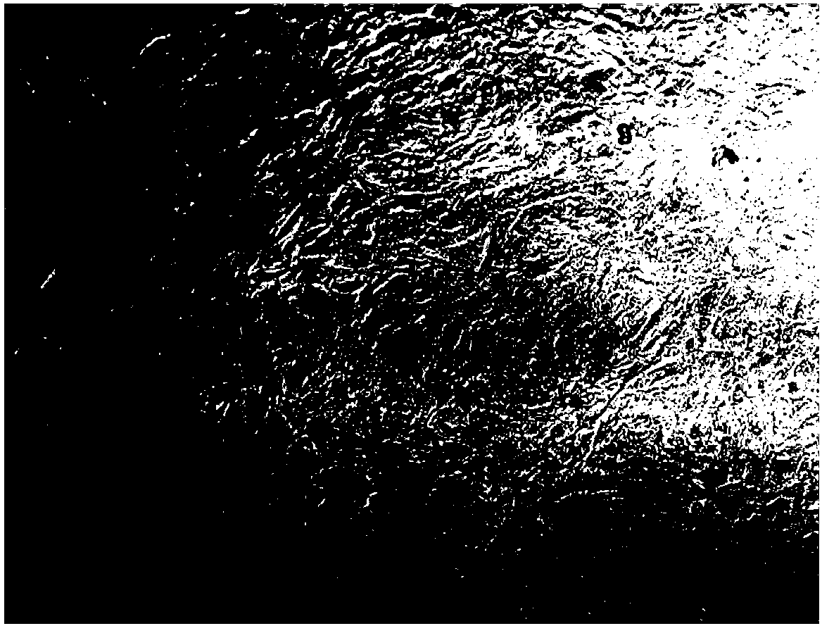 Method for preparing poultry testicular interstitial cells