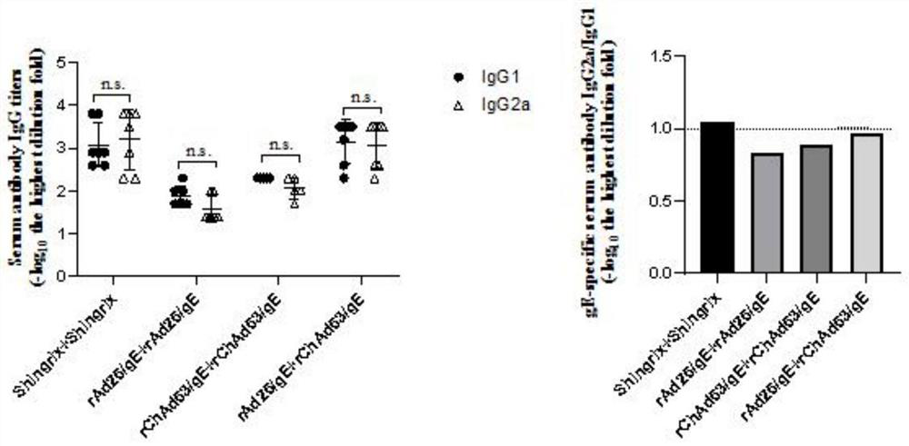 Two recombinant adenoviruses for expressing gE protein of varicella-zoster virus and application